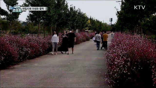 비밀의 화원···수도권 매립지에 야생화 활짝