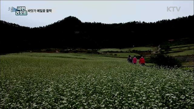 주민들이 키운 '바닷가 메밀꽃' 장관 연출