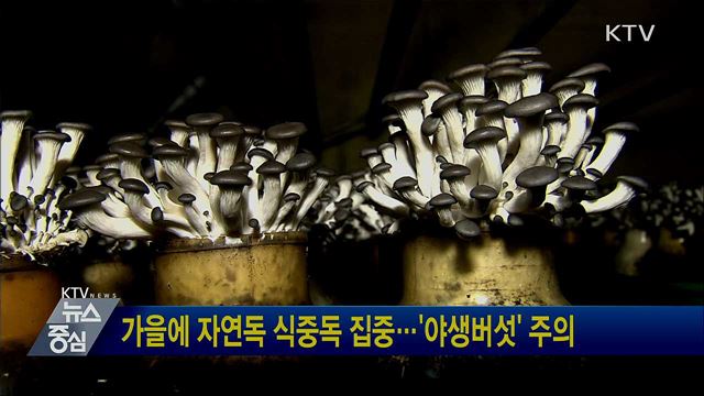 가을에 자연독 식중독 집중···'야생버섯' 주의