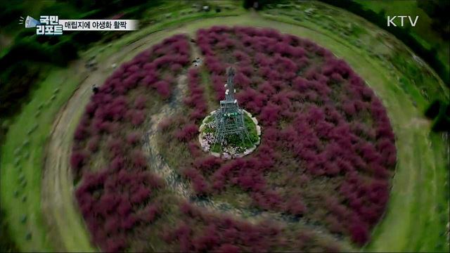 비밀의 화원···수도권 매립지에 야생화 활짝