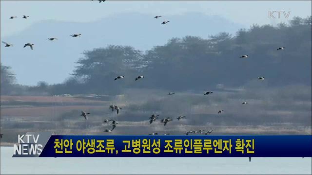 천안 야생조류, 고병원성 조류인플루엔자 확진