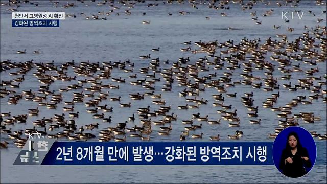 천안서 고병원성 AI 확진···강화된 방역조치 시행