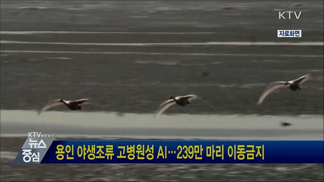 용인 야생조류 고병원성 AI···239만 마리 이동금지