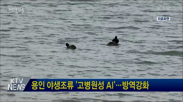 용인 야생조류 '고병원성 AI'···방역강화