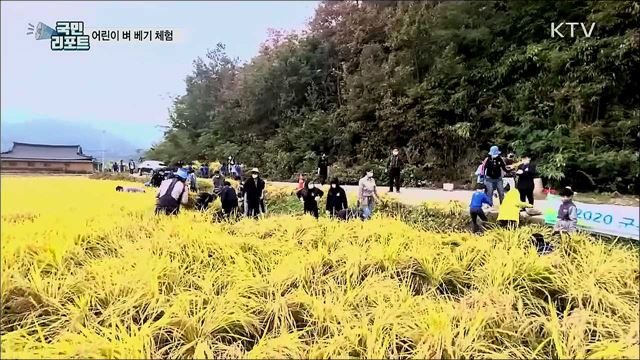 어린이 벼 베기 체험···쌀의 소중함 배워