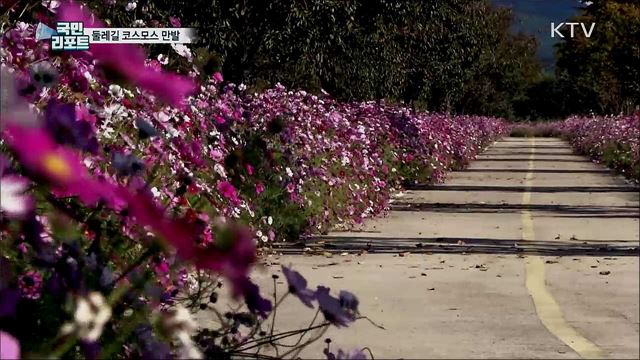 팔당 물안개공원 둘레길···코스모스 활짝