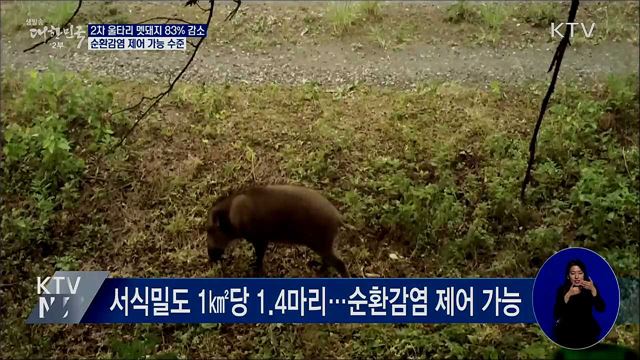 2차 울타리 멧돼지 83% 감소···순환감염 제어 가능