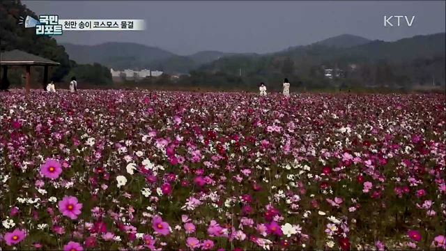 백마강변에 천만 송이 코스모스 물결