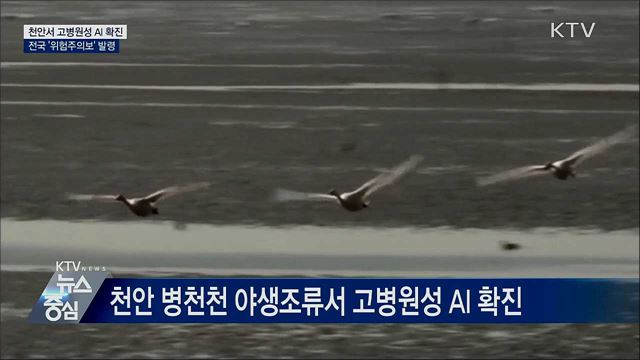 천안서 고병원성 AI 확진···'위험주의보' 발령