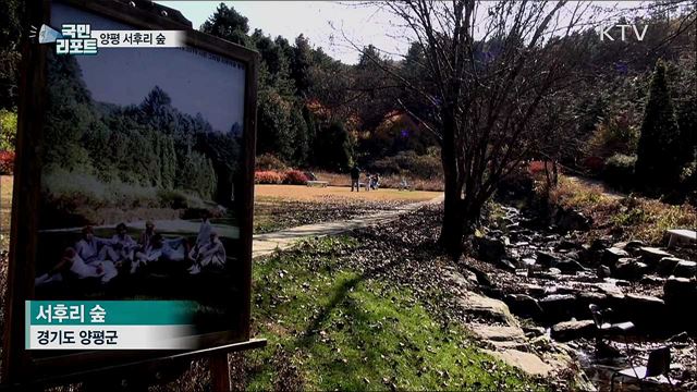 가을 비대면 관광지 100선···양평 '서후리 숲’