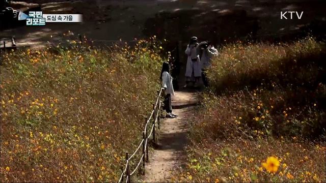 도심의 만추···깊어가는 가을 정취 물씬