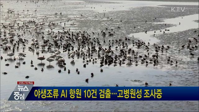 야생조류 AI 항원 10건 검출···고병원성 조사중