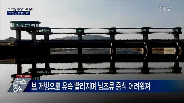 보 개방 후 남조류 줄어···"하천 건강 청신호"
