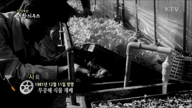 다시보는 대한늬우스 (81. 12. 11)