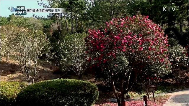 한겨울 속 '애기동백꽃' 활짝···"기분 전환해요"