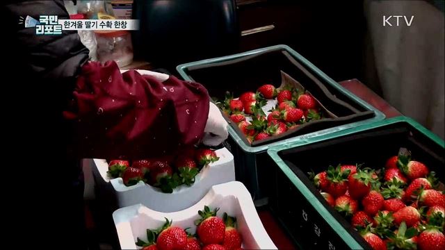 한겨울 미각 돋우는 딸기 수확 한창