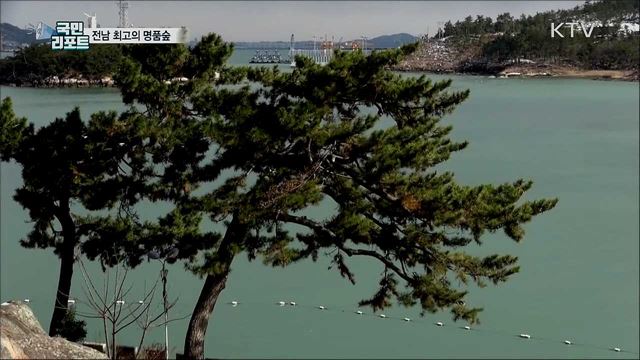 이순신의 발자취 '고하도 곰솔숲'···명품숲 등극