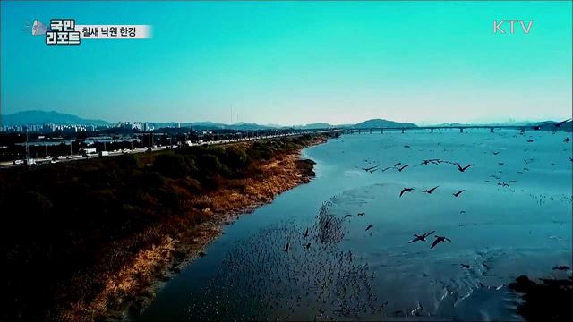 철새 낙원 한강···도심 속 생태공원으로 인기