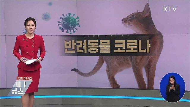 반려동물 코로나 [뉴스링크]