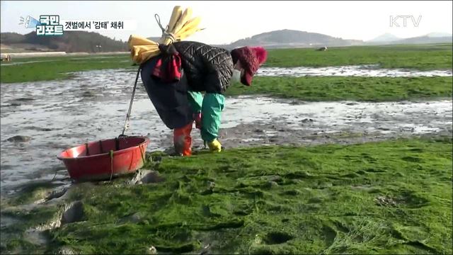 한겨울 건강식품 '감태'···갯벌 채취 한창