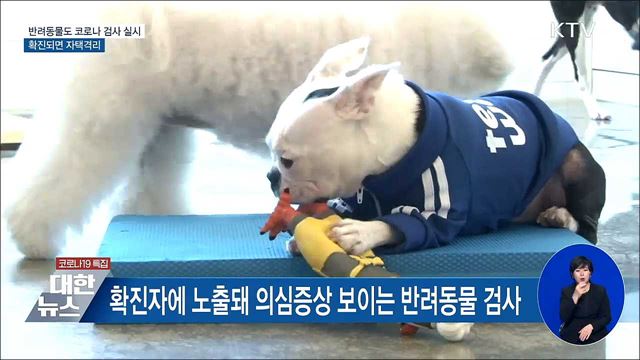 반려동물도 코로나 검사 실시···확진되면 자택격리