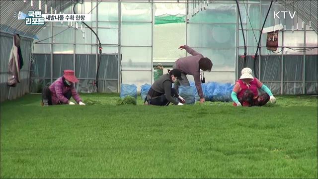 남부 지방 해안가 '세발나물' 수확 한창