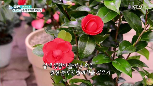 봄이 찾아온 꽃시장 [한국의 美]