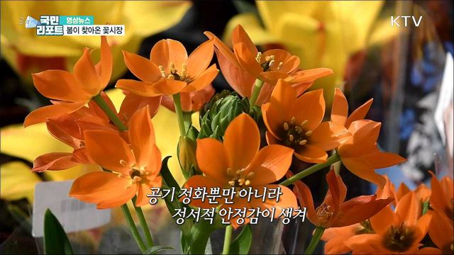 봄이 찾아온 꽃시장 [한국의 美]