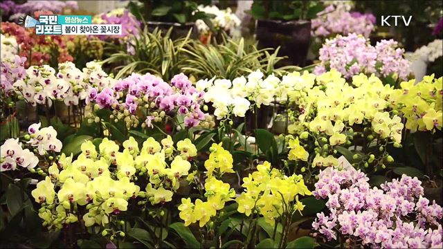 봄이 찾아온 꽃시장 [한국의 美]