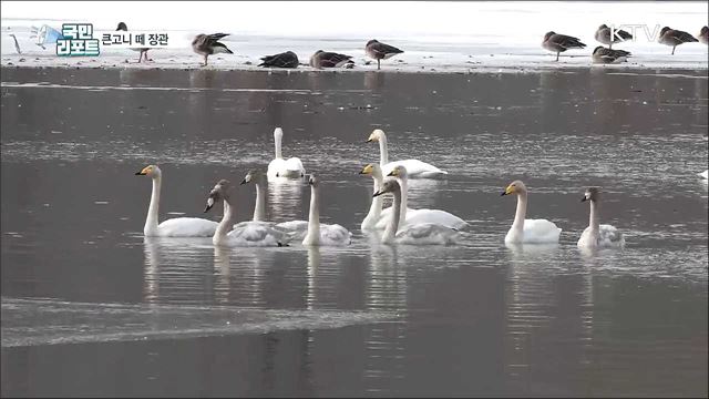 먼 여행길 잠시 휴식···큰고니 떼 장관