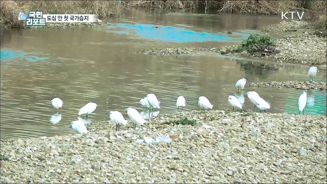 광주 황룡강 장록습지···도심 안 첫 '국가습지' 지정