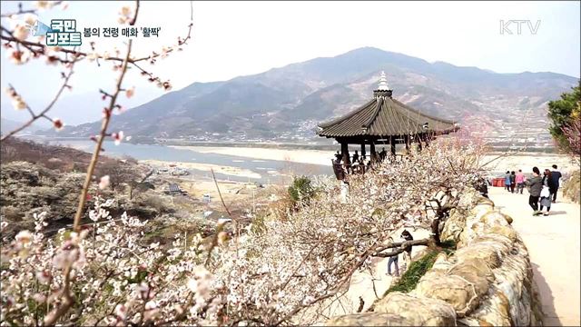 섬진강 따라 매화 활짝···봄기운 가득