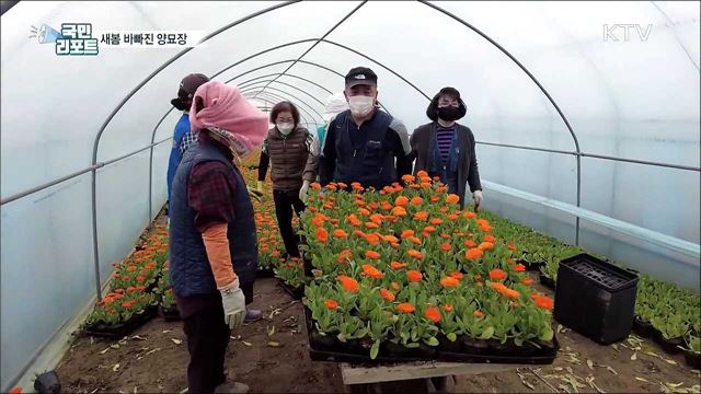 거리 단장 봄꽃 외출···새봄 바빠진 양묘장