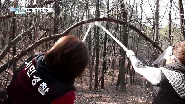 매미나방 피해 막아라···숲 속 곳곳 알집 제거 구슬땀