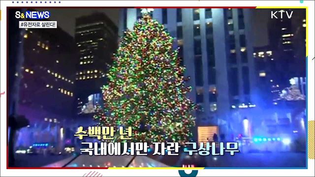 사라져 가는 구상나무···복원 열쇠는? '유전자' [S&News]