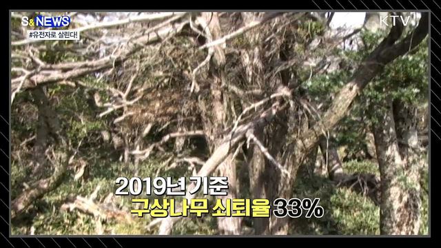 사라져 가는 구상나무···복원 열쇠는? '유전자' [S&News]