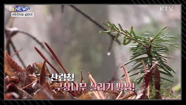 사라져 가는 구상나무···복원 열쇠는? '유전자' [S&News]