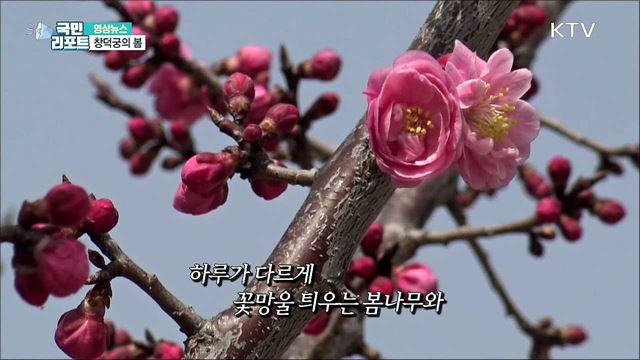 창덕궁의 봄 [한국의 美]