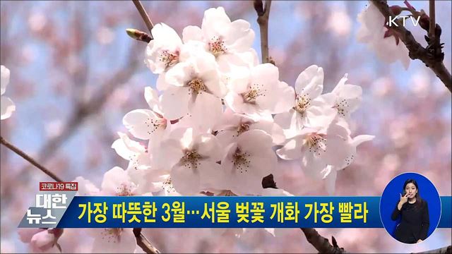가장 따뜻한 3월···서울 벚꽃 개화 가장 빨라