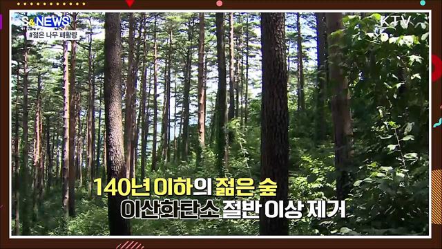 폐활량이 더 좋은 젊은 나무···식목의 이유 [S&News]