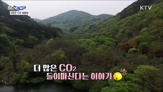 폐활량이 더 좋은 젊은 나무···식목의 이유 [S&News]