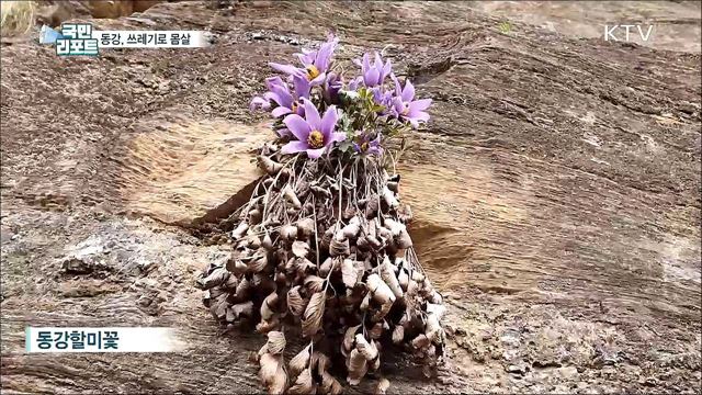 할미꽃 자생지 동강 장마 쓰레기 방치