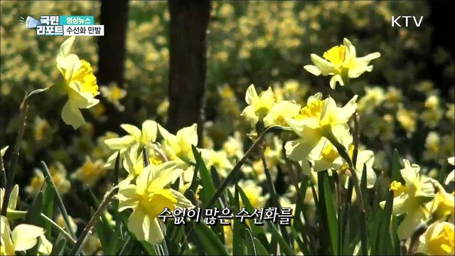 수선화 만발 [한국의 美]