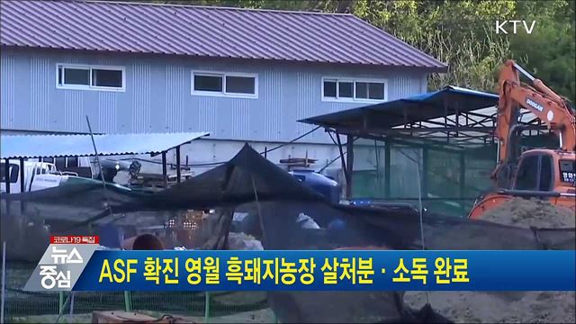 ASF 확진 영월 흑돼지농장 살처분·소독 완료