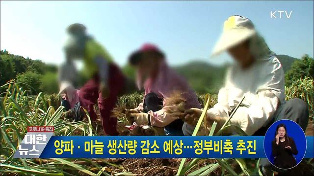 양파·마늘 생산량 감소 예상···정부비축 추진