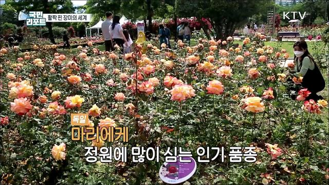 '세계 각국 장미' 활짝 관광객들 감탄 연발