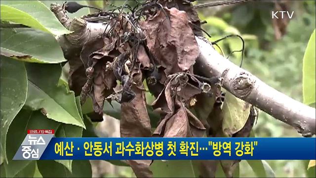 예산·안동서 과수화상병 첫 확진···"방역 강화"