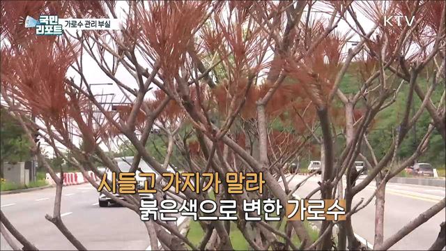 시들시들 죽어간다 세종시 '가로수 관리' 부실