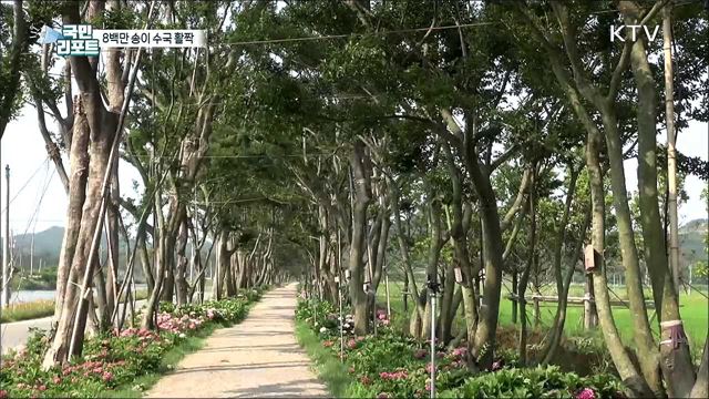 도초도에 8백만 송이 수국 활짝, 장관 연출