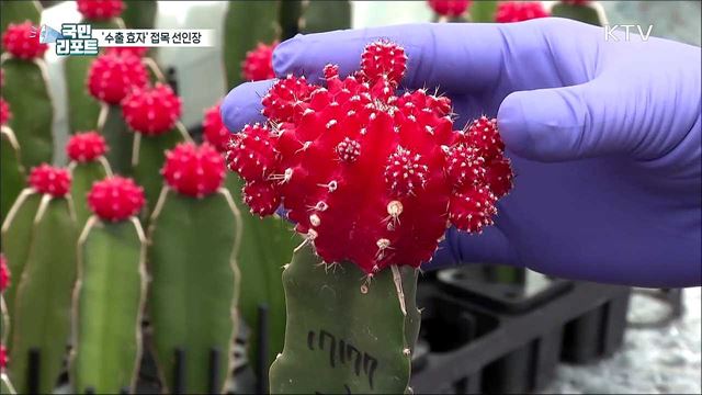 신품종 접목 선인장, 화훼 수출 이끈다 